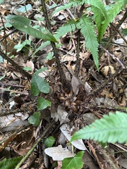 Dryopteris uniformis