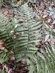 Dryopteris uniformis