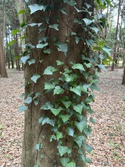 Hedera rhombea