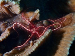 Ophiothrix