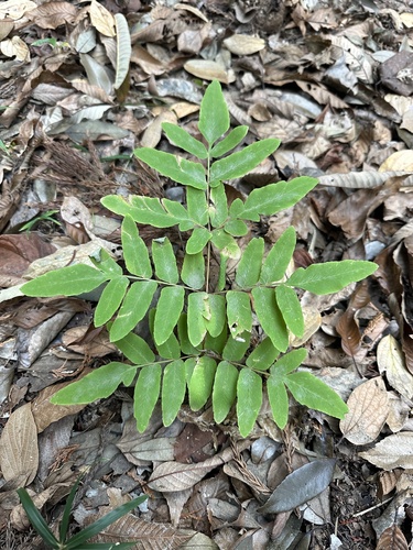 Asian royal fern (Osmunda japonica)