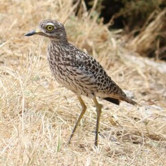 Burhinus capensis capensis