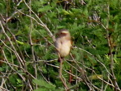 Passer melanurus melanurus