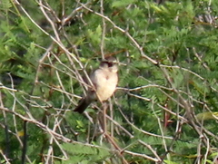 Passer melanurus melanurus