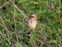 Passer melanurus melanurus