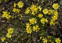 Senecio brigalowensis