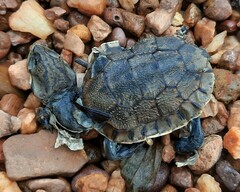 Phrynops geoffroanus