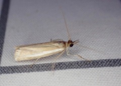 Crambus praefectellus