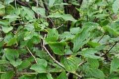 Weigela praecox