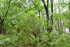 Weigela praecox