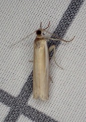 Crambus praefectellus