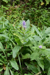 Veronicastrum sibiricum