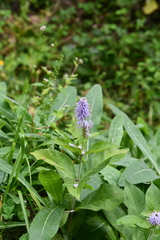 Veronicastrum sibiricum