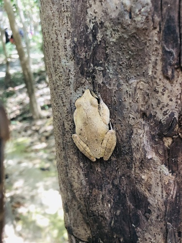 Spot-legged Tree Frog