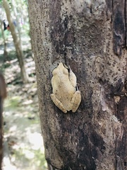 Polypedates megacephalus