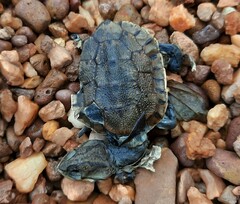 Phrynops geoffroanus