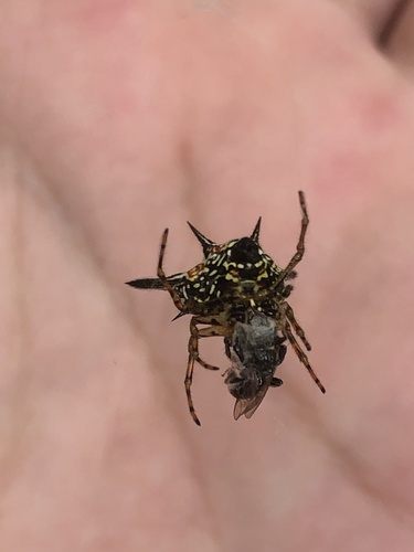 Hasselt's Spiny Spider