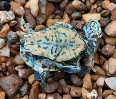 Phrynops geoffroanus