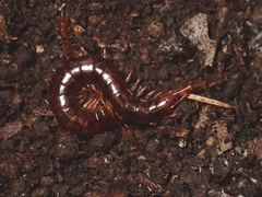 Scolopocryptopidae