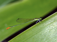 Agriocnemis