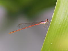 Agriocnemis