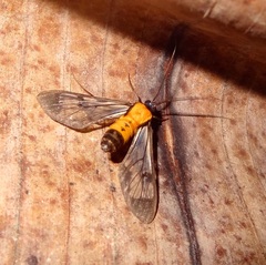 Euchromiina