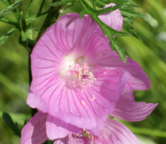 Malva