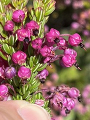 Erica gracilipes