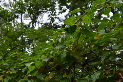 Actinidia arguta