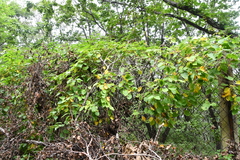 Actinidia arguta