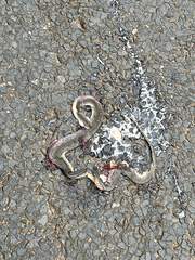 Lycodonomorphus rufulus