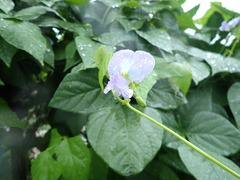 Psophocarpus tetragonolobus