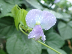 Psophocarpus tetragonolobus