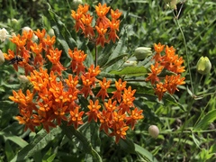Asclepias tuberosa
