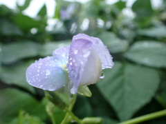 Psophocarpus tetragonolobus