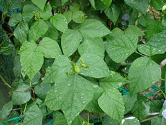 Psophocarpus tetragonolobus