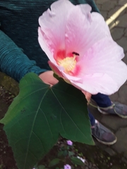 Hibiscus mutabilis