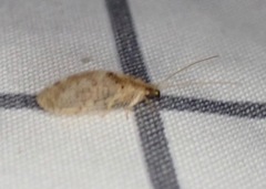 Hemerobius