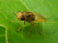 Hedriodiscus trivittatus