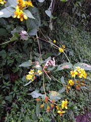 Hymenostephium cordatum