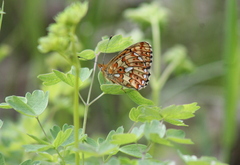 Boloria euphrosyne