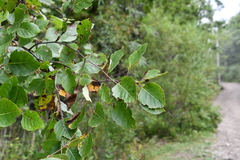 Betula dauurica