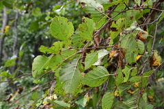 Betula dauurica