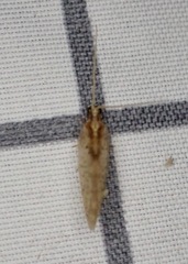 Hemerobius