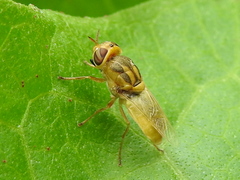 Hedriodiscus trivittatus