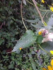 Hymenostephium cordatum