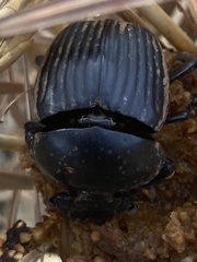 Scarabaeus