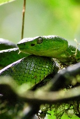 Bothriechis lateralis