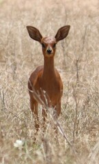 Raphicerus campestris campestris