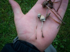 Galeropsidaceae
